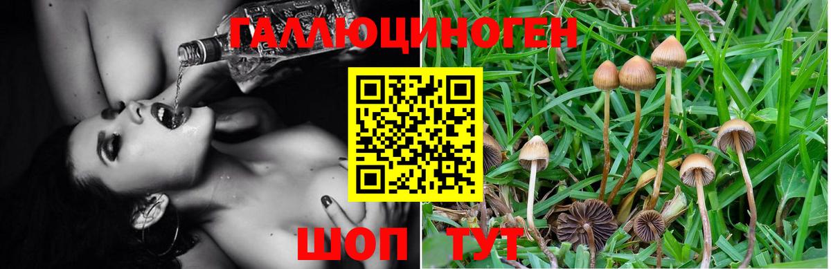 Галлюциногенные грибы Psilocybe Бутурлиновка